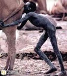 African-child-feeds-from-cow-s-anus